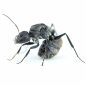 Preview: Camponotus sericeus